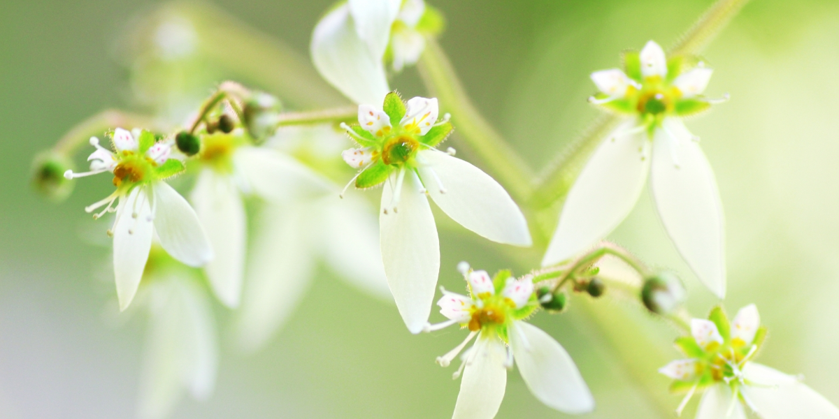 和泉市くぼ歯科/東洋医学